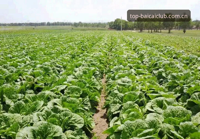 冠军白菜平台数据生态系统最新动态：白菜赛事数据查看功能全面升级
